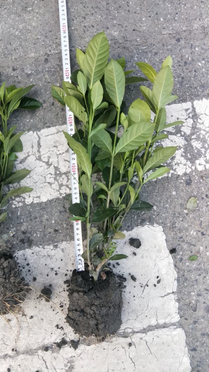 栀子花价格绿化工程苗木批发栀子花苗木报价成都栀子花