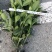 栀子花价格绿化工程苗木批发栀子花苗木报价成都栀子花