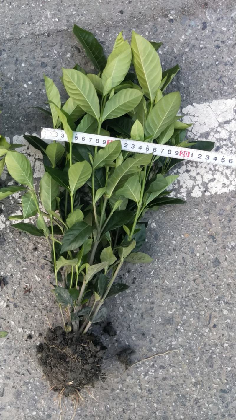 栀子花价格绿化工程苗木批发栀子花苗木报价成都栀子花