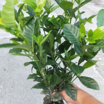 栀子花价格绿化工程苗木批发栀子花苗木报价成都栀子花