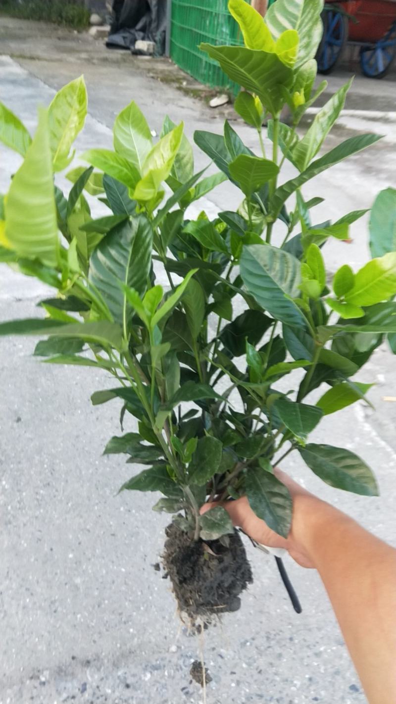 栀子花价格绿化工程苗木批发栀子花苗木报价成都栀子花