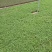 五色草红绿五色草造型五色草