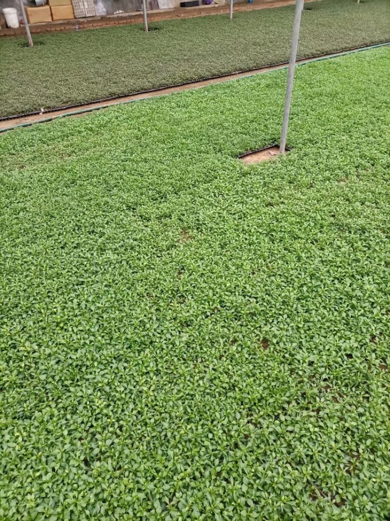 五色草红绿五色草造型五色草