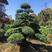 罗汉松老桩造型适合庭院种植市政小区绿化