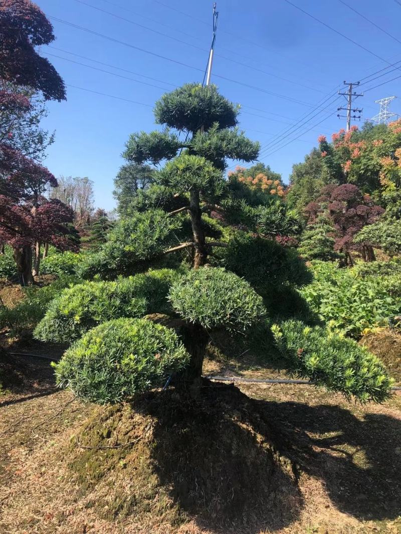 罗汉松老桩造型适合庭院种植市政小区绿化