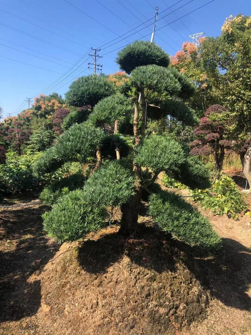 罗汉松老桩造型适合庭院种植市政小区绿化