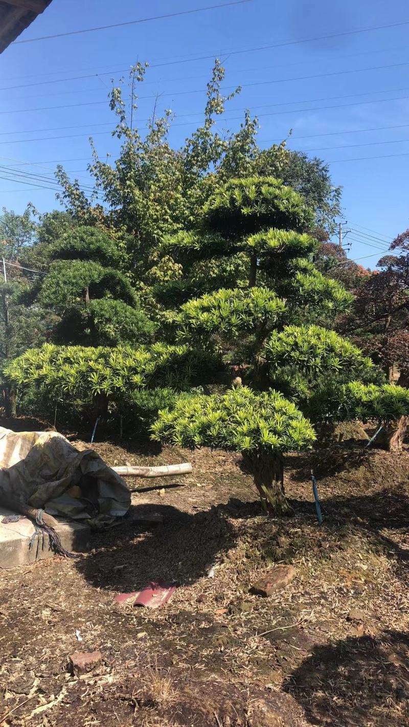 罗汉松老桩造型适合庭院种植市政小区绿化