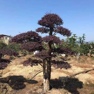 红花檵木老桩地径18公分左右3年以上叶片适合庭院种植