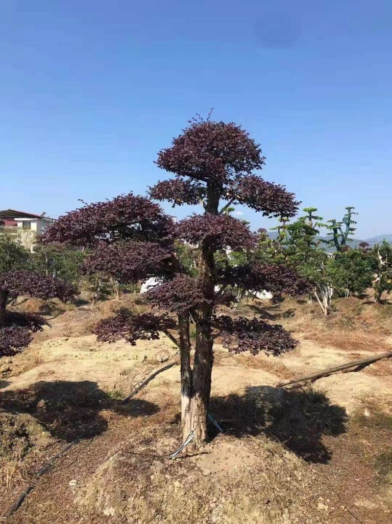 红花檵木老桩地径18公分左右3年以上叶片适合庭院种植