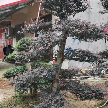 红花檵木老桩2年叶片红花紫叶适合庭院种植市政小区