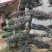 红花檵木老桩2年叶片红花紫叶适合庭院种植市政小区