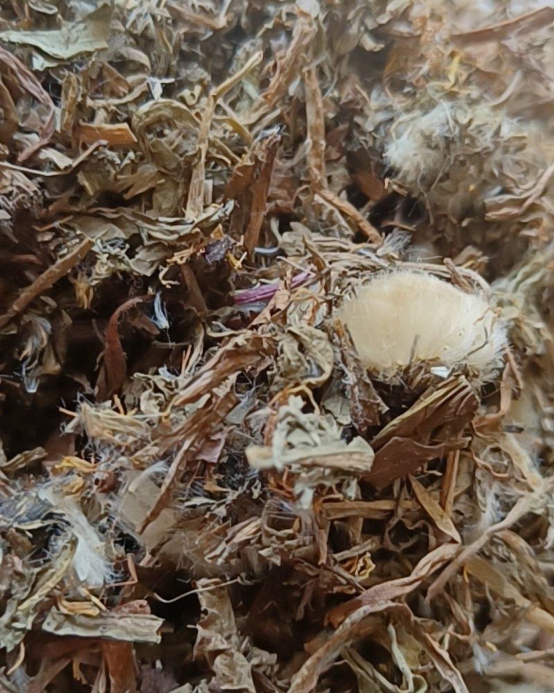 蒲公英婆婆丁带花无尘土批发各种中药材
