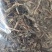 蒲公英婆婆丁带花无尘土批发各种中药材