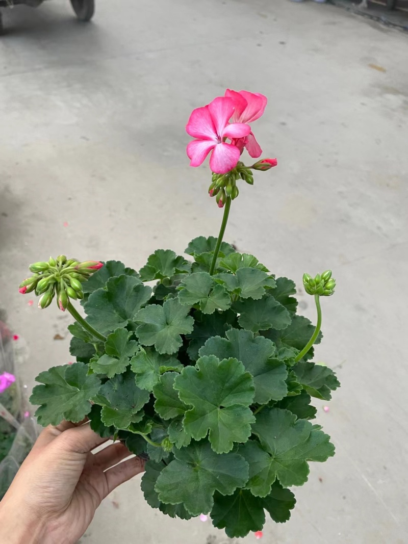 天竺葵，自家基地。规格齐全，保质保量，欢迎来电咨询