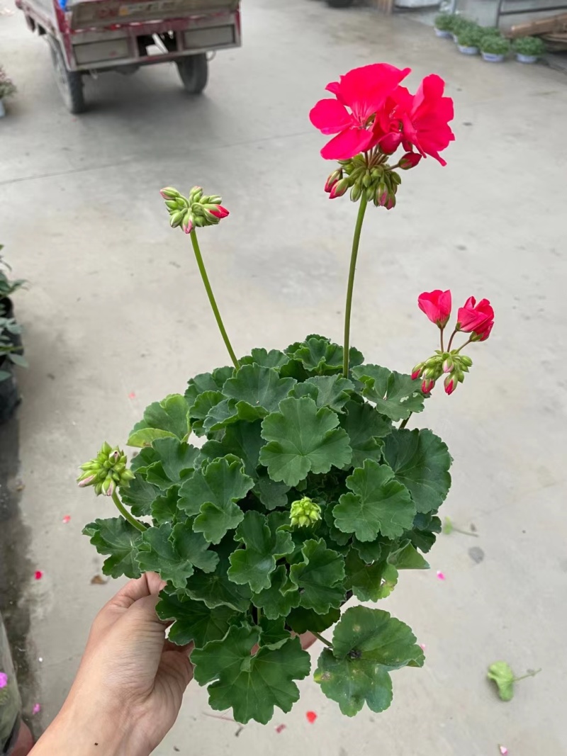 天竺葵，自家基地。规格齐全，保质保量，欢迎来电咨询