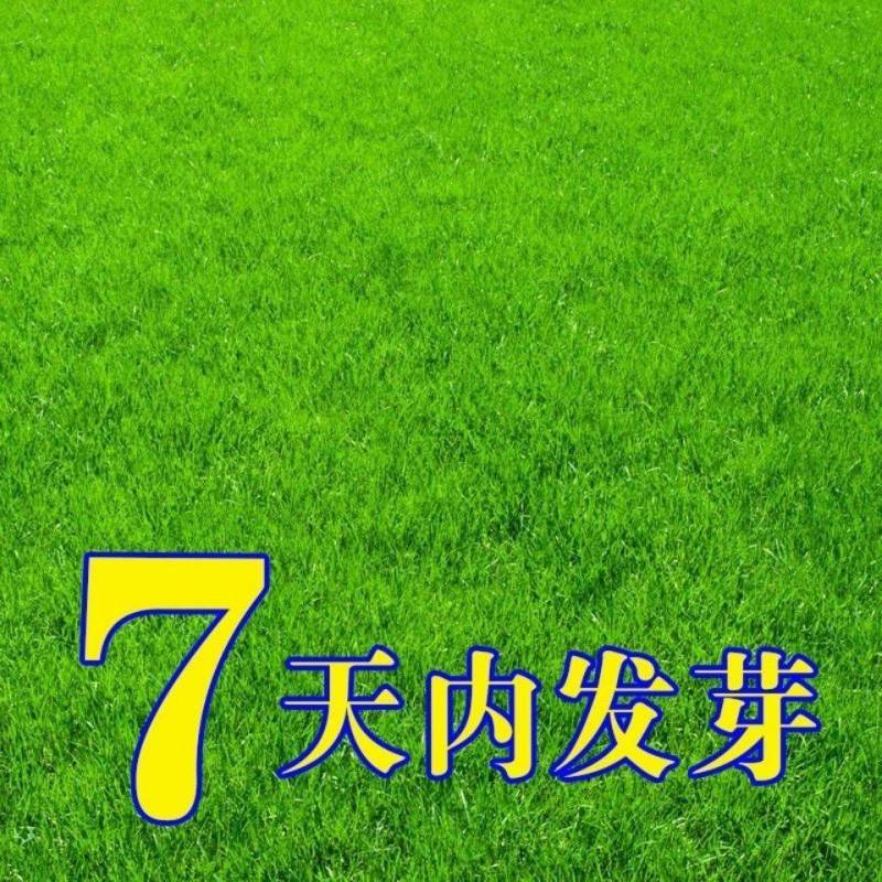 停车坪草籽草坪砖专用草皮种子不修剪低矮耐践踏草坪种子