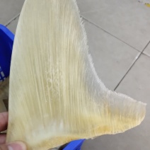 鱼翅