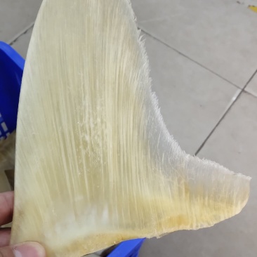 鱼翅