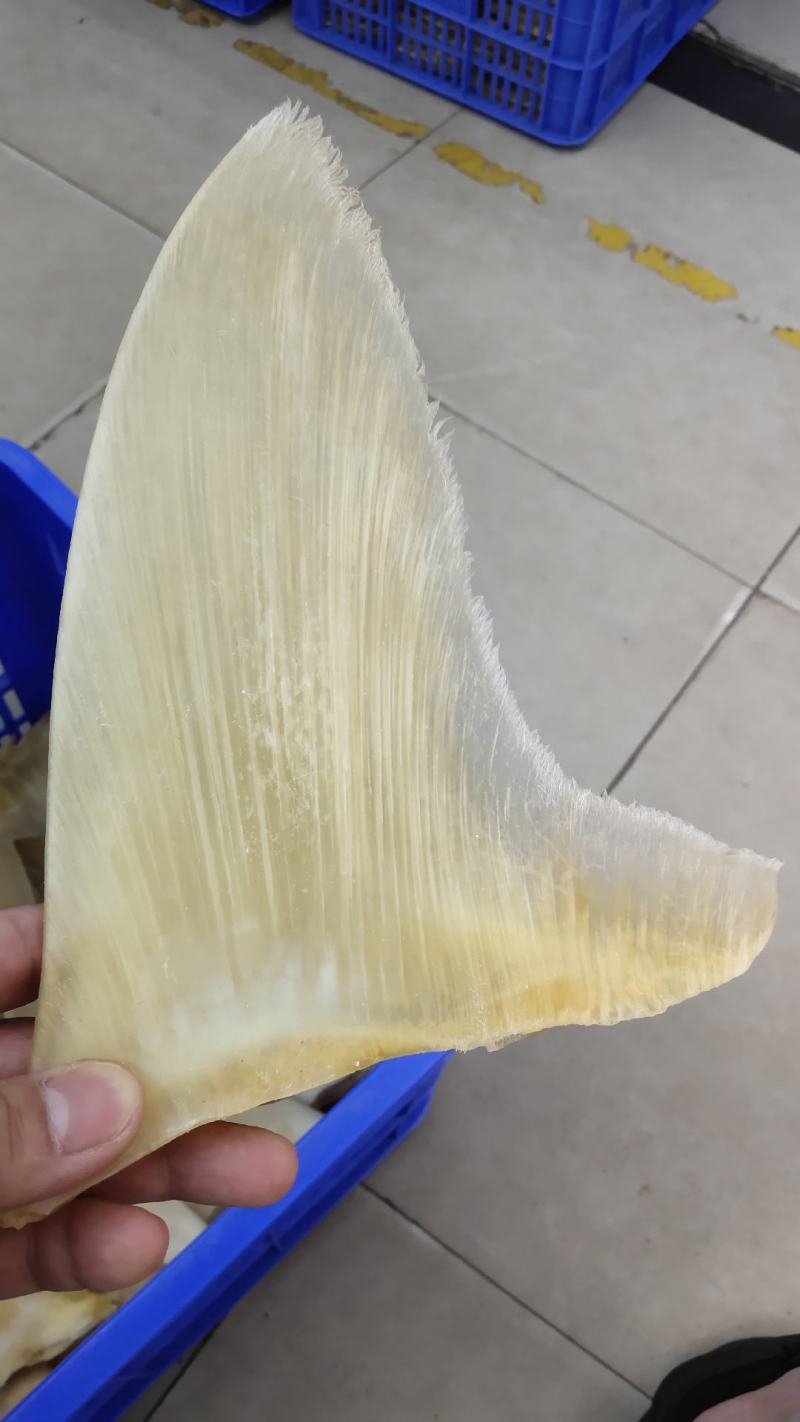 鱼翅