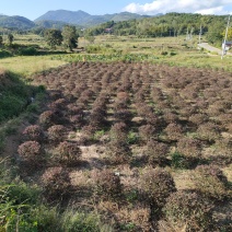 红花檵木球清地处理