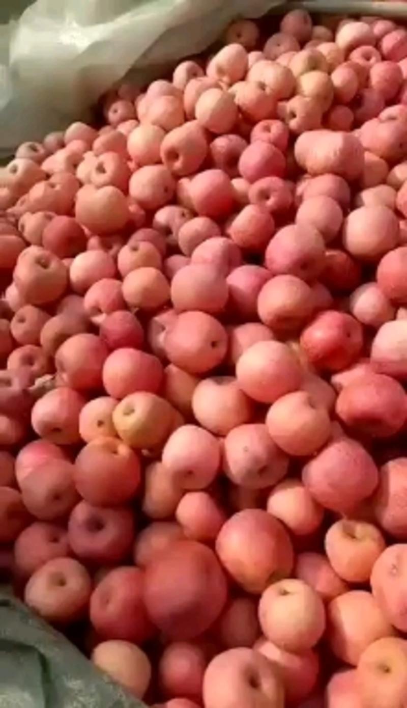 山东红富士苹果大量上市条红全红价格便宜随到随装视频看货