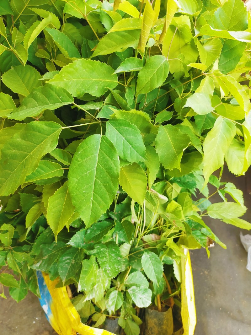 风铃木，黄花，红花，紫花风铃木小苗。