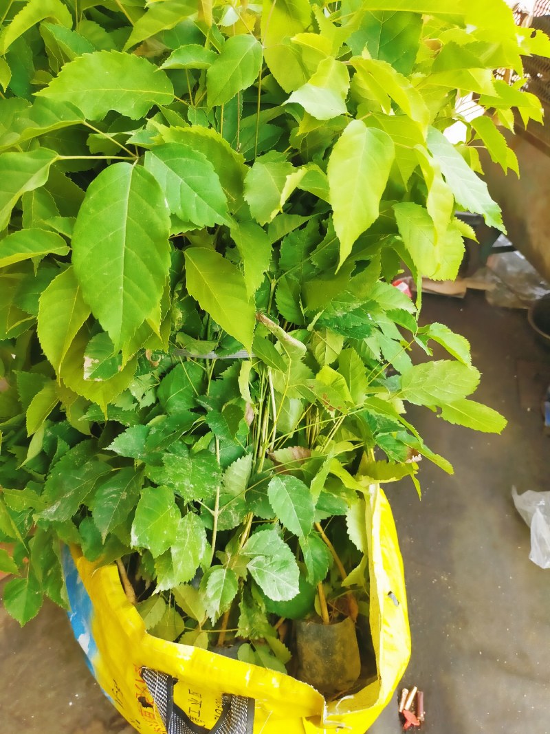 风铃木，黄花，红花，紫花风铃木小苗。