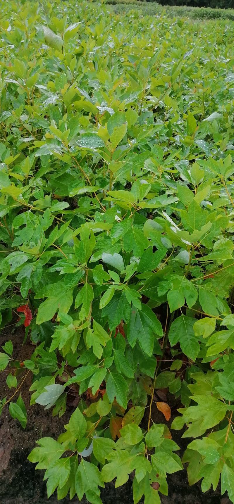 檫树苗、檫木苗、江西宜春产地直供檫木苗、花楸苗、檫木
