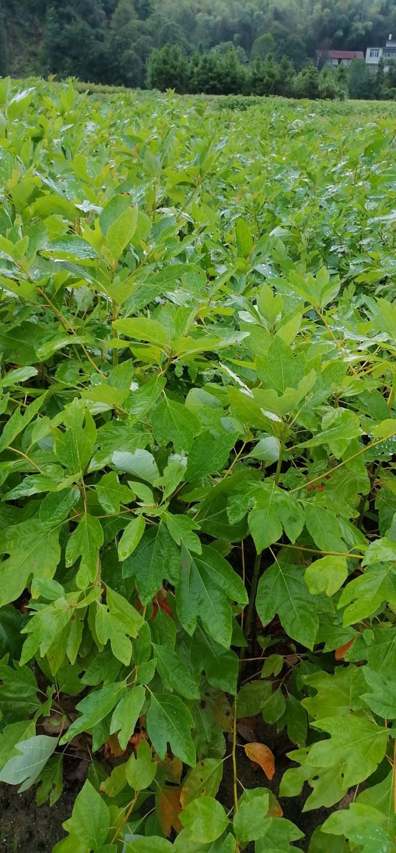 檫树苗、檫木苗、江西宜春产地直供檫木苗、花楸苗、檫木