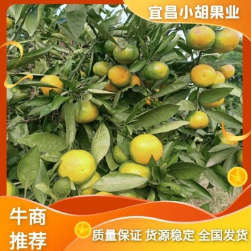 宜昌高山蜜橘大量上市，自产自销，欢迎大家前来地头看货！