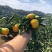 宜昌高山蜜橘大量上市，自产自销，欢迎大家前来地头看货！