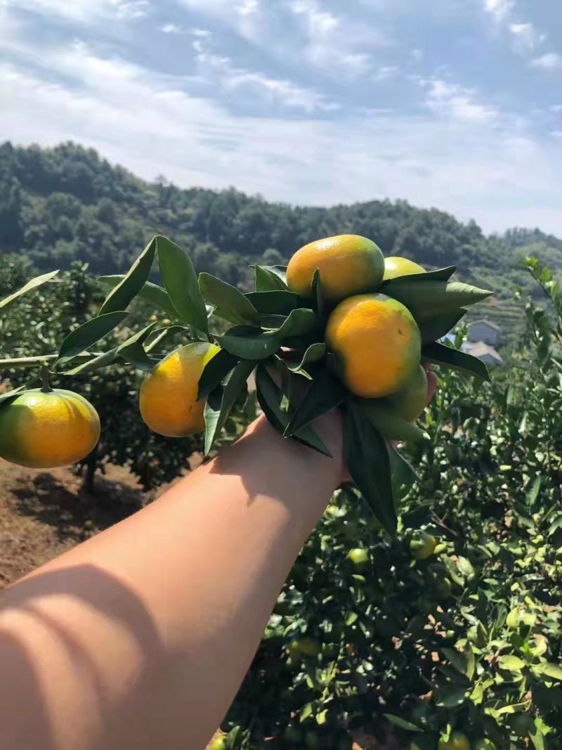 宜昌高山蜜橘大量上市，自产自销，欢迎大家前来地头看货！