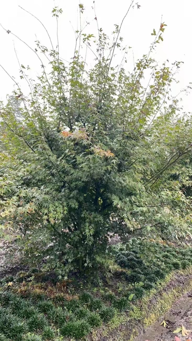 丛生鸡爪戚，自产自销，规格齐全，量大从优，欢迎来电咨询