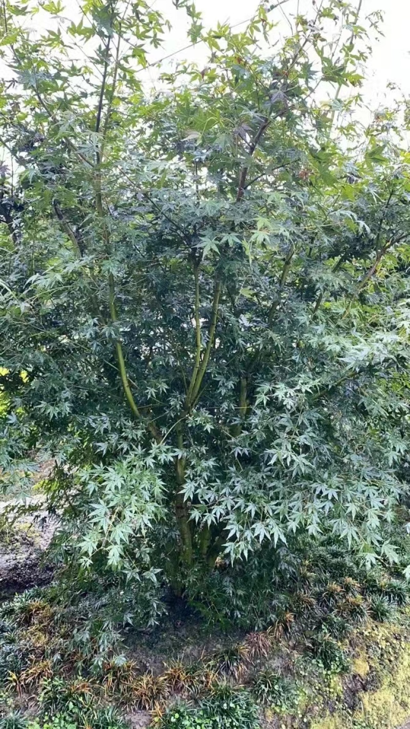 丛生鸡爪戚，自产自销，规格齐全，量大从优，欢迎来电咨询