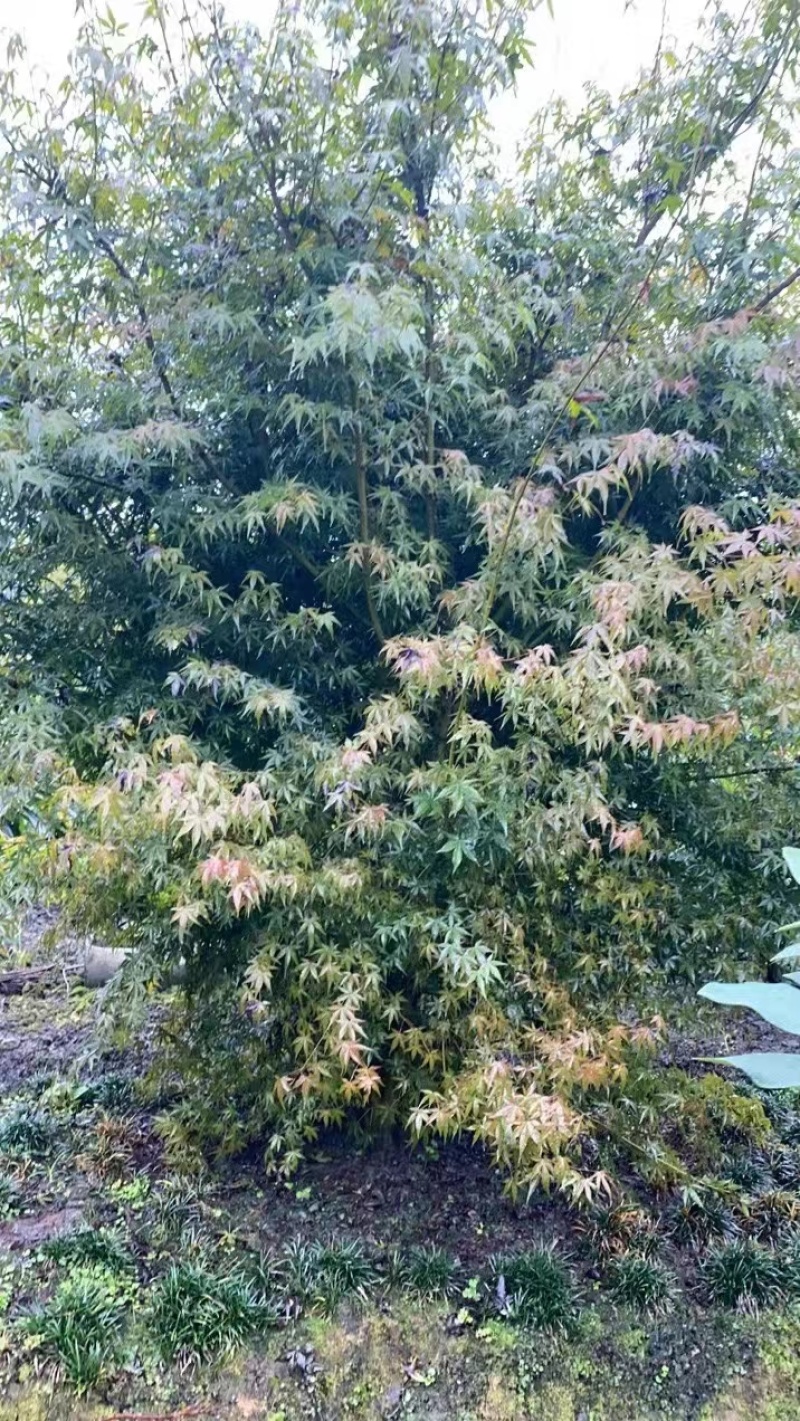 丛生鸡爪戚，自产自销，规格齐全，量大从优，欢迎来电咨询