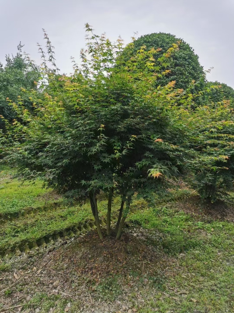 丛生鸡爪戚，自产自销，规格齐全，量大从优，欢迎来电咨询