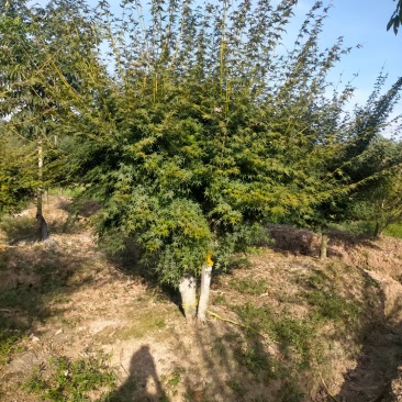 丛生鸡爪戚，自产自销，规格齐全，量大从优，欢迎来电咨询