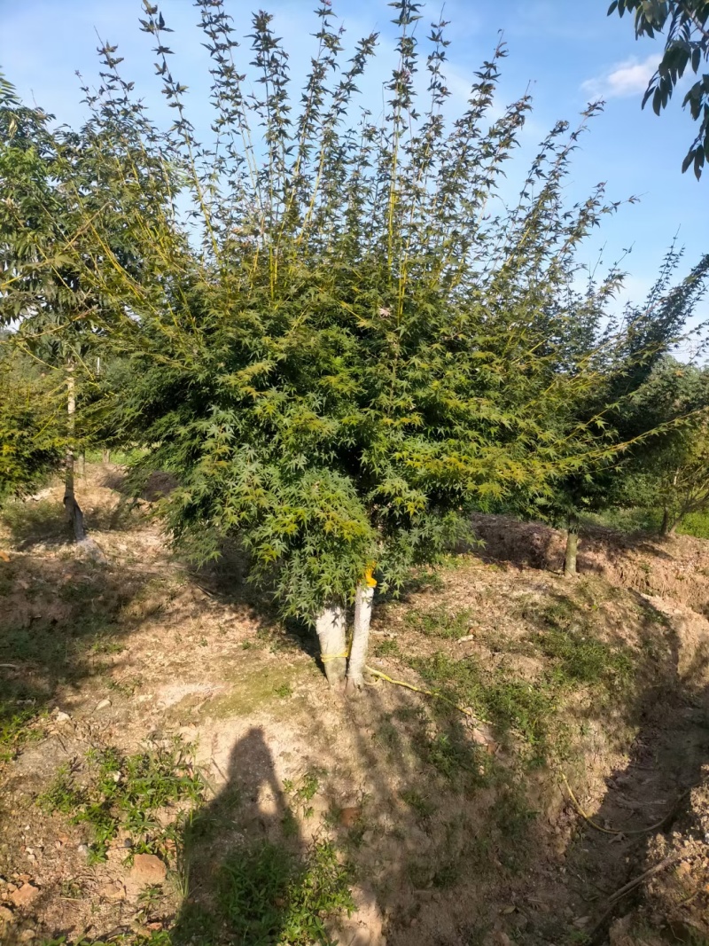 丛生鸡爪戚，自产自销，规格齐全，量大从优，欢迎来电咨询