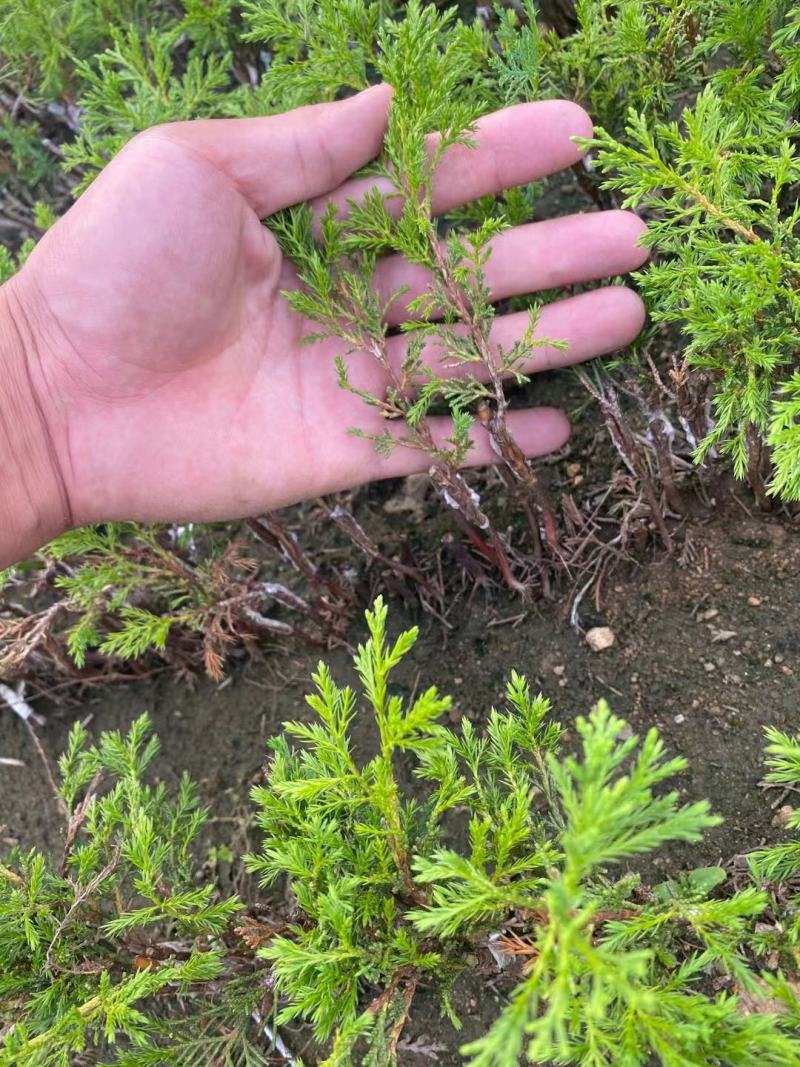 宫版系鱼川真柏自产自销一手货源