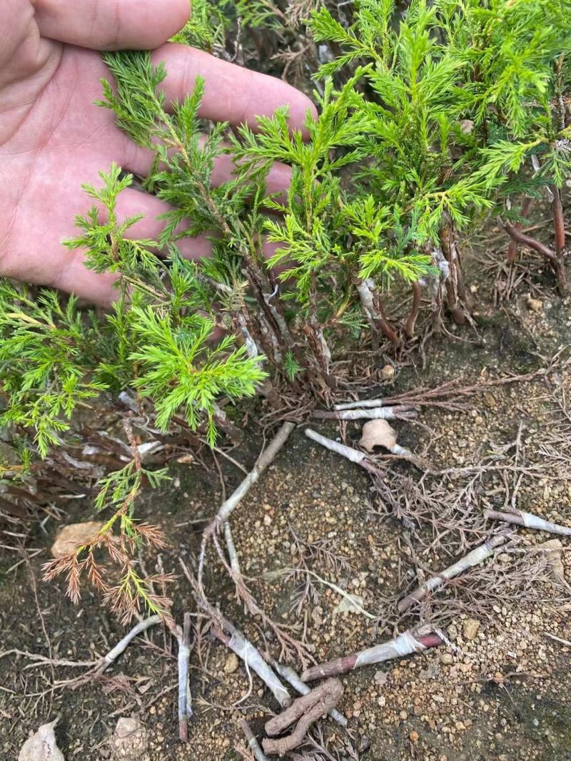 宫版系鱼川真柏自产自销一手货源
