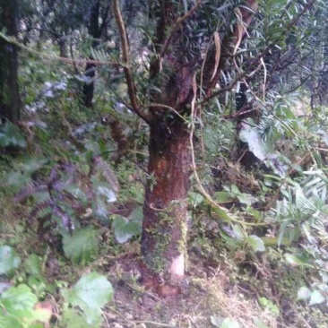 宜宾市筠连县维新镇落箭村一组曼迪亚红豆杉树苗出售