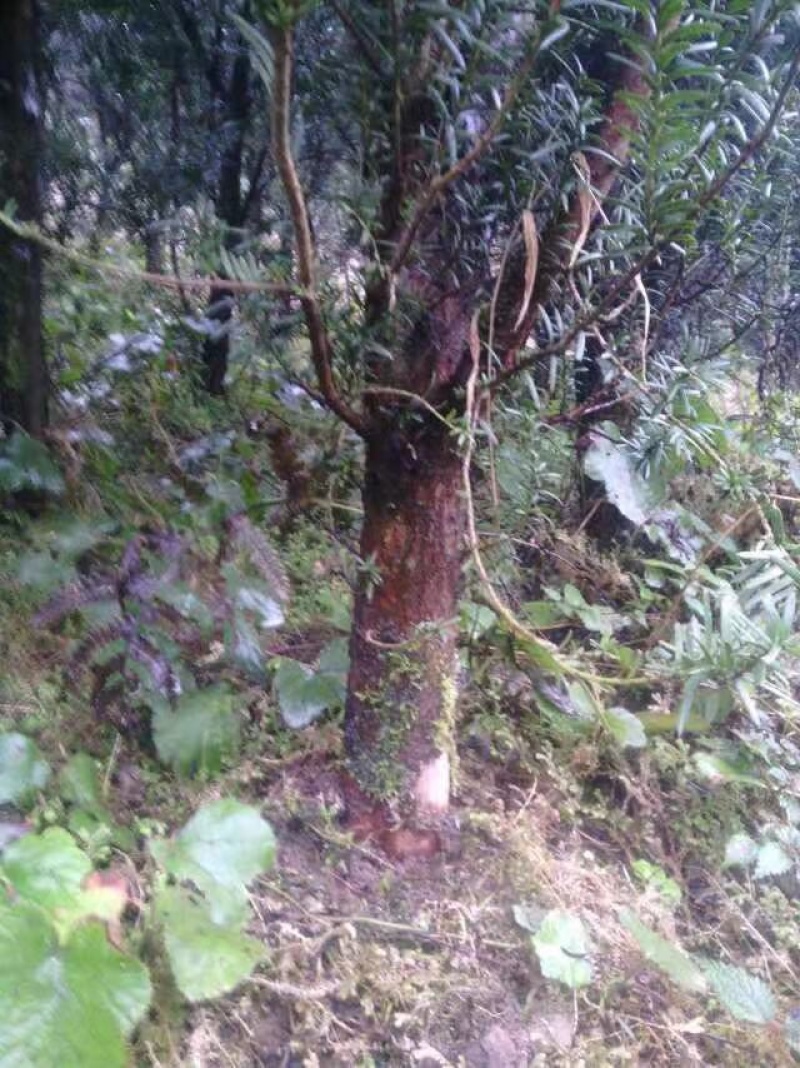 自繁自育，品质优良曼迪亚红豆杉树苗大批量出售