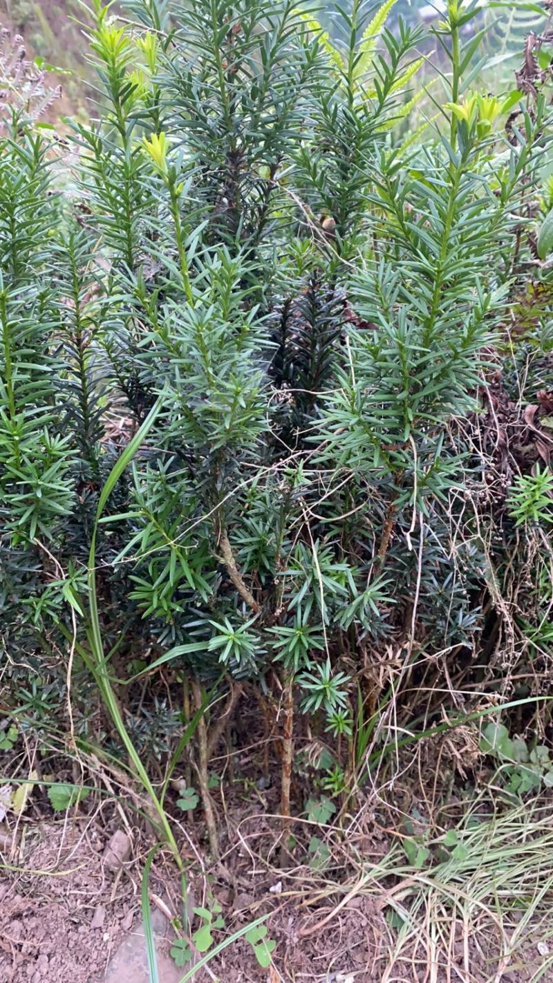 自繁自育，品质优良曼迪亚红豆杉树苗大批量出售