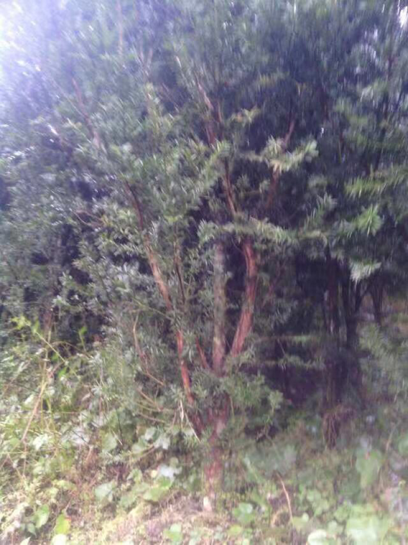 自繁自育，品质优良曼迪亚红豆杉树苗大批量出售