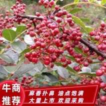 四川汉源花椒贡椒干花椒鲜花椒花椒油大量上市了