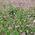 紫云英种子绿肥红花草籽翘摇畜禽牧草景观芽苗野菜养蜂蜜源