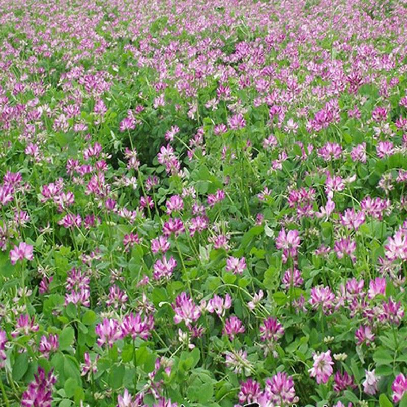 紫云英种子绿肥红花草籽翘摇畜禽牧草景观芽苗野菜养蜂蜜源