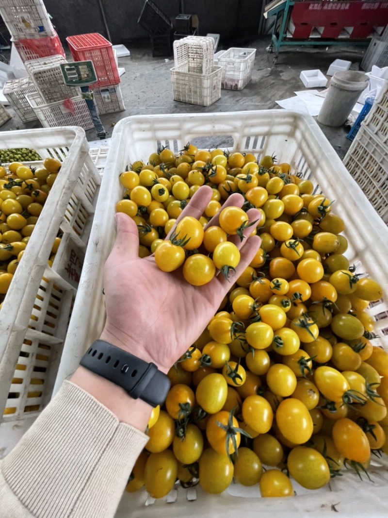 多彩番茄