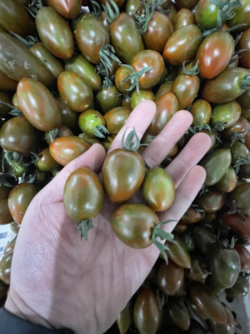 多彩番茄
