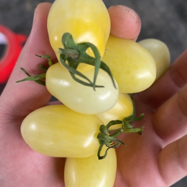 多彩番茄
